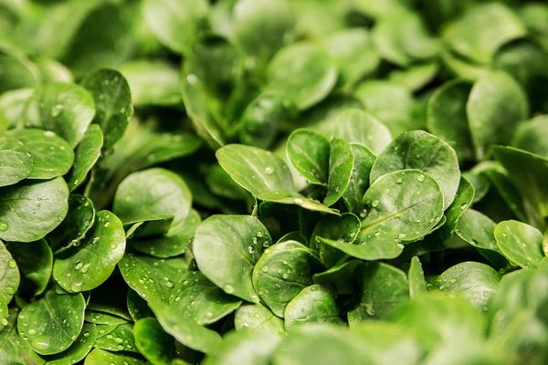 Verdure a foglia verde